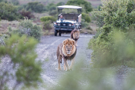 两只雄狮子动物群葛子哺乳动物狮子自然保护区野生动物动物下雨图片
