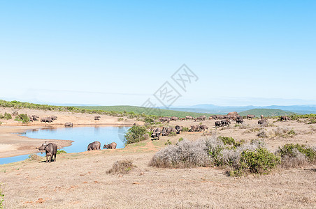 非洲水牛和大象的牧群哺乳动物动物群野生动物水利动物水坑阳光自然保护区晴天象牙图片