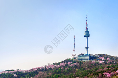 在首尔塔的樱花开花 春天在南汉山图片