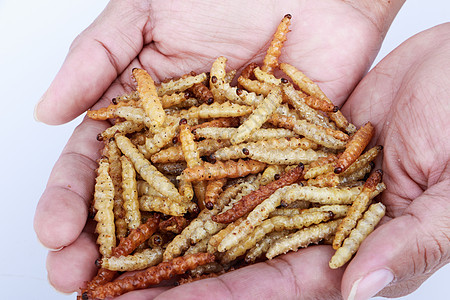 泰国昆虫 炸害昆虫 食虫当点心刺槐甲虫幼虫蟑螂食物产品异国蟋蟀营养粉虫图片