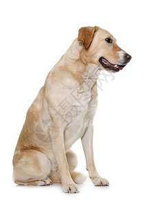 女性拉布拉多检索器棕色宠物动物成人猎狗工作室猎犬图片