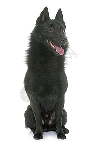 年轻的Schipperke狗工作室珠宝衣领盒子动物黑色宠物小狗领结工艺图片