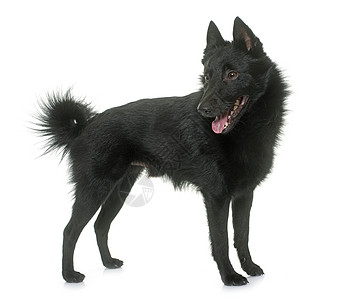 年轻的Schipperke狗男性领结动物衣领工艺珍珠托运小狗工作室黑色图片