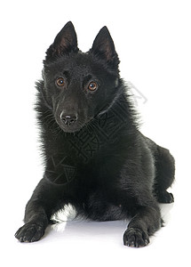 年轻的Schipperke狗动物黑色工艺男性小狗珠宝衣领领结宠物工作室图片