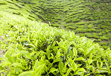 开克高地茶叶种植园景观场景叶子收成绿色植物地标爬坡植物花园石头农场图片