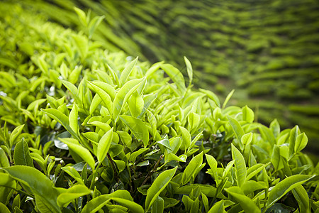 开克高地茶叶种植园景观场地旅行花园农村阳台爬坡季节商业绿色植物石头图片