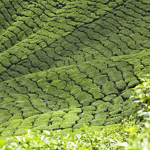 开克高地茶叶种植园景观绿色植物石头商业季节地标香气农田收成植物场地图片
