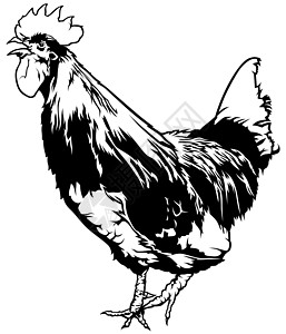 打鸣的公鸡鸡科家禽鸡冠草图绘画农业黑与白母鸡家畜插图图片