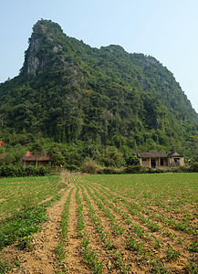 房子 山 广平 越南 越南农业村庄花园农村绿色乡村旅行农场国家爬坡背景图片