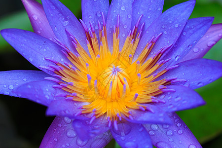 紧紧盛开花的水百合或莲花 在白色背景上分离根茎叶子情调紫色花蜜植物橙子蓝色宏观冥想图片
