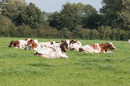 草原上的褐牛和白牛乡村奶制品农场耳标环境奶牛绿色蓝色白色牧场图片