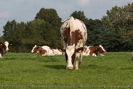 草原上的褐牛和白牛奶牛草地黑色乡村畜群农村村庄牧场哺乳动物白色图片
