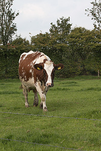 草原上的褐牛和白牛哺乳动物黑色牧场奶牛环境村庄家畜绿色农田天空图片