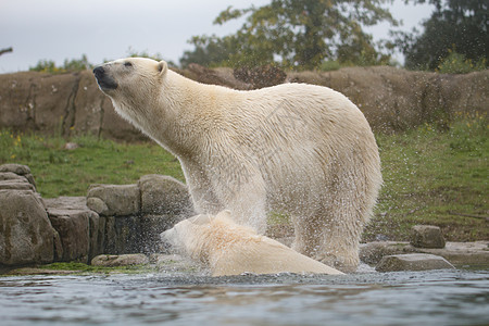 北极熊熊类荒野海藻白色野生动物游泳动物园图片