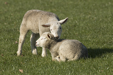 两只羊羔在牧场上图片
