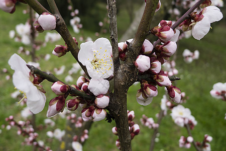 园艺樱花盛开 盛开花园美丽季节白色粉色花瓣花朵植物植物群公园图片