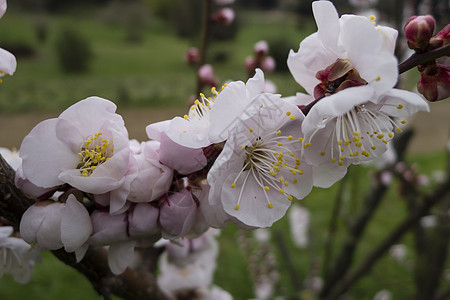 园艺樱花盛开 盛开花园植物白色公园季节花瓣植物群粉色花朵美丽图片