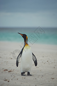 桑迪海滩上的企鹅王橙子黑色荒野海洋王国野生动物国王羽毛岛屿白色图片