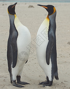 企鹅王在桑迪海滩相遇岛屿仪式海洋问候语橙子羽毛黑色荒野王国野生动物图片
