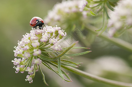 白花上的红鸟 科西尼拉幼虫漏洞昆虫七星甲虫环境植物群宏观绿色生物学季节图片