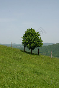 一棵小树独自站在一片平淡的绿地上场地风景乡村滚动农村草地天空绿色植物丘陵植物图片