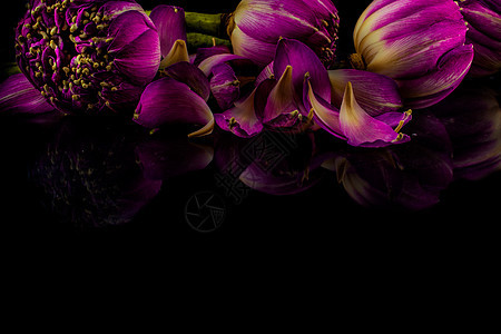 粉红莲花在黑色背景上 反射图片