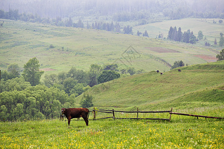 在山上绿草地和一头奶牛家畜农业场地栅栏奶制品农村牧场丘陵国家村庄图片