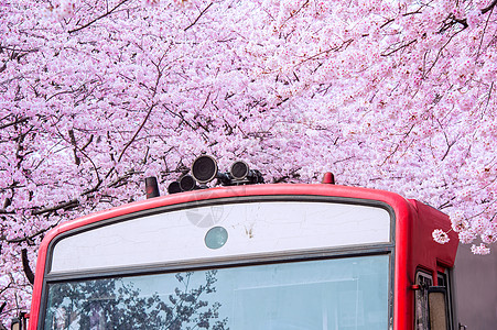 春天的樱花 镇海郡行节是韩国最大的樱花节花园水果季节植物学节日植物群压痛图片