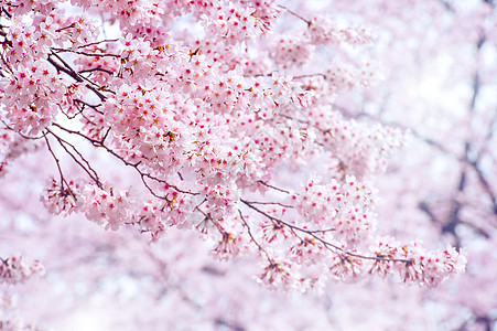 樱桃花春 以柔软的焦点 樱花季节在科雷亚水果节日花园压痛植物群植物学图片