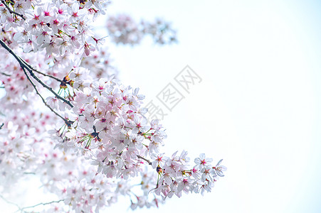 樱桃花春 以柔软的焦点 樱花季节在科雷亚植物学压痛节日植物群水果花园图片