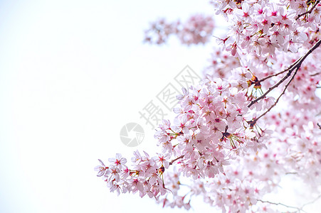 樱桃花春 以柔软的焦点 樱花季节在科雷亚水果压痛花园节日植物群植物学图片