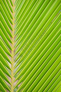 棕榈叶叶子绿色森林热带树叶气候植物图片