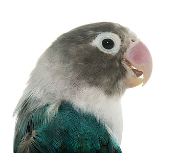 蓝蓝色马马克的爱鸟鸟笼工作室鹦鹉蓝色热带蹦极宠物动物背景图片