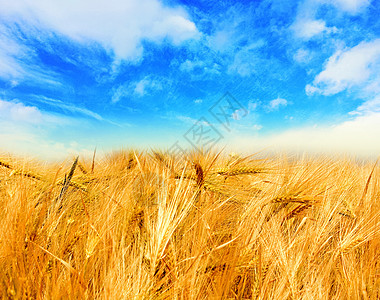 小麦田农业天空玉米土地季节大麦国家阳光太阳生长图片
