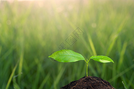 新生活的新生命栽培发芽生态草本植物草本叶子绿色环境天空日落图片