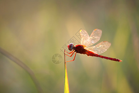 红色龙尾昆虫休息荒野池塘翅膀蜻蜓公园花园野生动物绿色图片