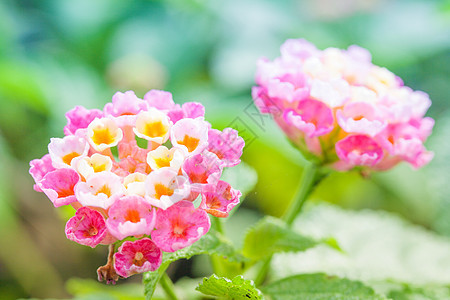 兰塔纳花花植物群花瓣绿色粉色黄色植物草本植物植物学活力金子图片