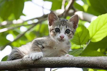 猫坐在树上哺乳动物宠物小猫绿色猫咪场地动物眼睛叶子图片