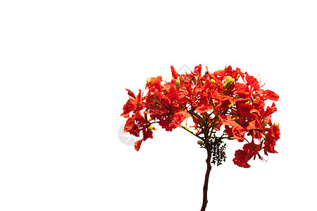 火花花热带孔雀叶子火焰植物群场地植物橙子植物学收成图片