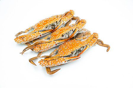 白色背景的蒸汽螃蟹贝类甲壳食物餐厅海洋寿司动物午餐美食窝棚图片