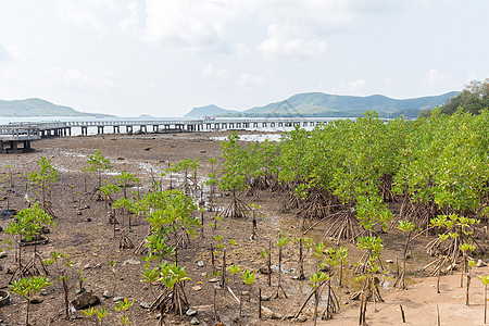 红树在沙滩上植物叶子海岸海滩干旱土壤环境边界生长河口背景图片