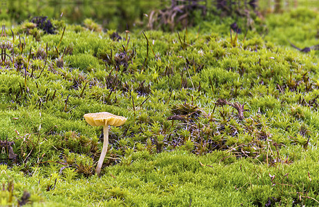 小蘑菇在森林苔草中 缝合图片