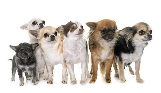 工作室中的吉华人组小狗团体成人灰色白色动物宠物棕色图片