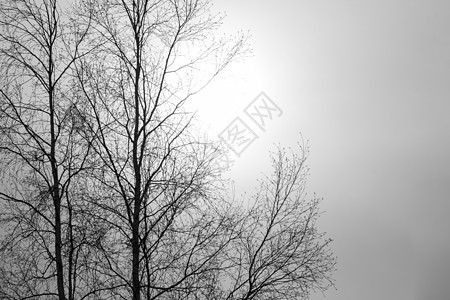枯树无叶叶木头死亡森林孤独季节树干阳光植物白色树叶高清图片