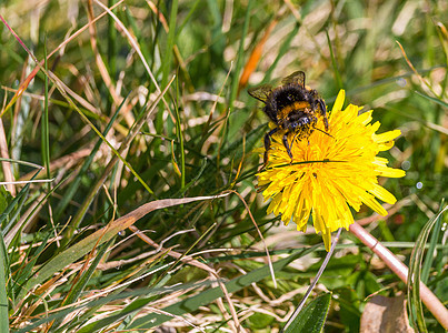 大黄蜂在花朵上植物群翅膀昆虫黄色植物绿色花粉花蜜熊蜂蜜蜂图片