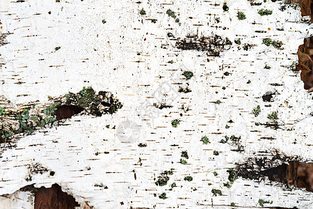 白桦条的质地木材森林装饰裂缝硬木宏观木头墙纸风格材料图片