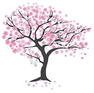 樱桃树粉色植物植物学季节插图樱花叶子花瓣白色花园图片
