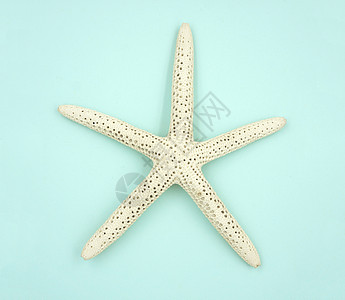 蓝底的白海星装饰贝壳动物星星海洋设计生活风格海滩元素图片