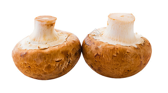 洋葱香农菌类棕色白色营养宏观团体工作室美食植物蘑菇图片