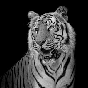 黑背景的老虎被隔离在黑色背景上危险哺乳动物荒野毛皮侵略愤怒野猫猎人橙子野生动物图片